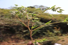 Trichodesma zeylanicum